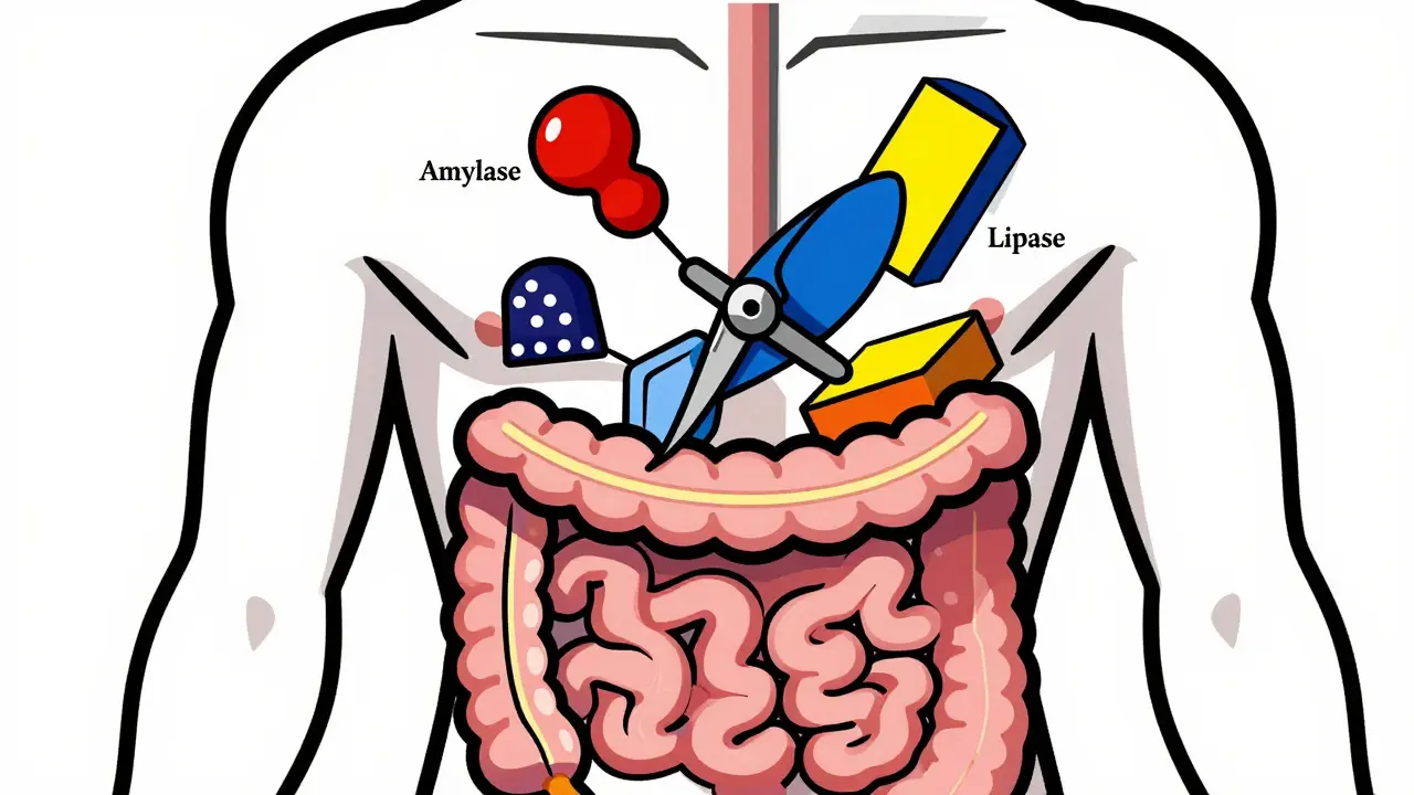 Digestive Enzymes: When Supplements May Help GI Symptoms